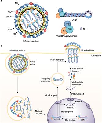 Frontiers Influenza Viruses Innate Immunity And Mrna Vaccines